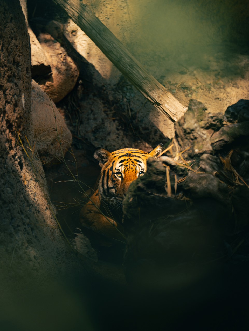 tiger